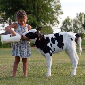 Calf Milk Powder (CMR)
