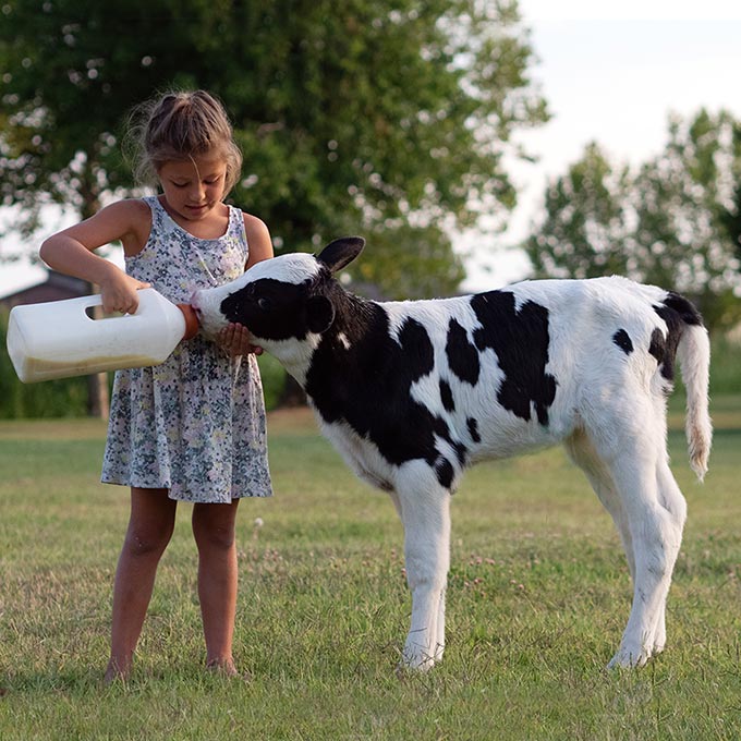 Calf Milk Powder (CMR)