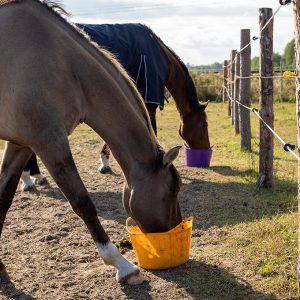 Whey Protein Powder for Horses