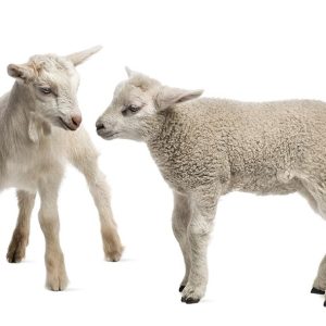 Stock Feed Powder for Lambs/Goats