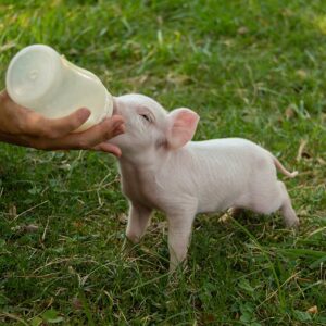 Pig Feed Milk Powder